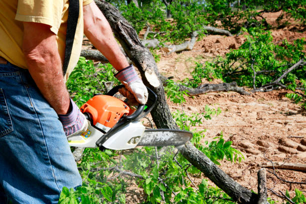 Best Emergency Tree Service  in Sterling, KS